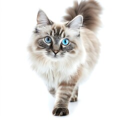 Beautiful adult mink Ragdoll cat, standing facing camera. Looking straight in lense with mesmerising aqua greenish eyes. One paw playful lifted. Isolated on a white background. Generative Ai
