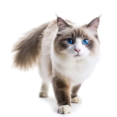 Beautiful adult mink Ragdoll cat, standing facing camera. Looking straight in lense with mesmerising aqua greenish eyes. One paw playful lifted. Isolated on a white background. Generative Ai