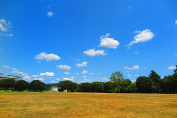 大きな広場と緑生い茂る森林の風景6