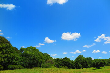 大きな広場と緑生い茂る森林の風景3