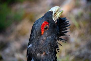 The western capercaillie (Tetrao urogallus), also known as the Eurasian capercaillie, wood grouse, heather cock, cock-of-the-woods, or simply capercaillie.