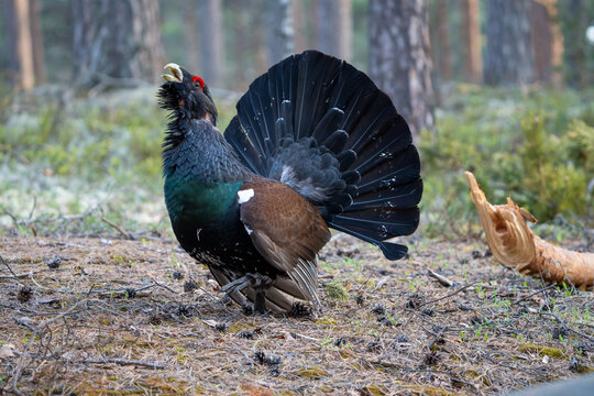 The western capercaillie (Tetrao urogallus), also known as the Eurasian capercaillie, wood grouse, heather cock, cock-of-the-woods, or simply capercaillie.