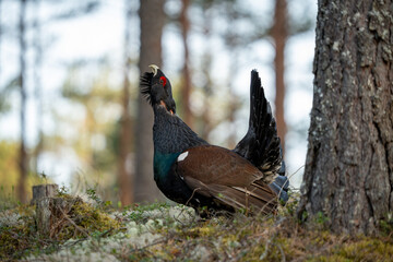 The western capercaillie (Tetrao urogallus), also known as the Eurasian capercaillie, wood grouse, heather cock, cock-of-the-woods, or simply capercaillie.