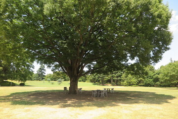 大きな木の下の木陰の休憩所の風景1