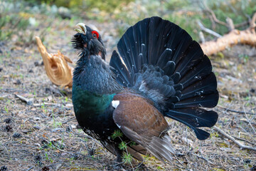 The western capercaillie (Tetrao urogallus), also known as the Eurasian capercaillie, wood grouse,...