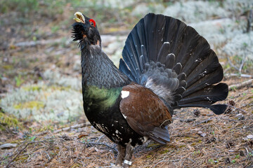 The western capercaillie (Tetrao urogallus), also known as the Eurasian capercaillie, wood grouse, heather cock, cock-of-the-woods, or simply capercaillie.