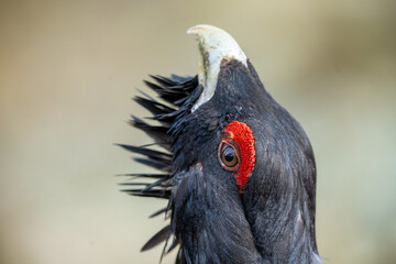 The western capercaillie (Tetrao urogallus), also known as the Eurasian capercaillie, wood grouse, heather cock, cock-of-the-woods, or simply capercaillie.