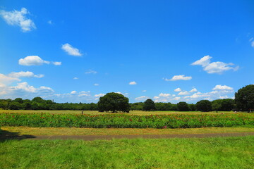 広い芝生と花畑と大きな木の風景1