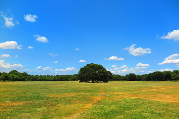 広い芝生と大きな木の風景3