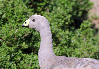 Close up portrait of a Cape Barren Goose bird standing amongst green plants
