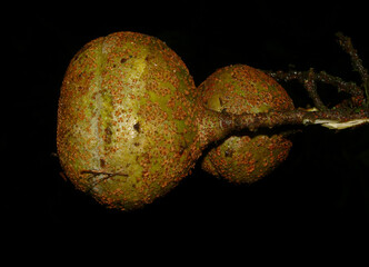 Jardin Botanico Digital de Costa Rica
