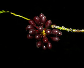 Jardin Botanico Digital de Costa Rica