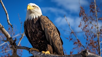 Majestic bald eagle perched on a high branch, scanning the ground for prey, set against a vivid blue sky,