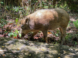 Wild Boar Foraging in Natural Forest Habitat