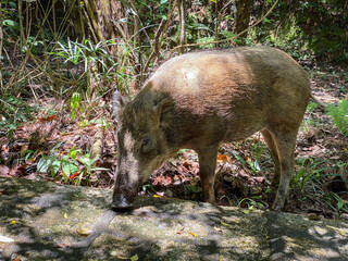 Wild Boar Foraging in Natural Forest Habitat