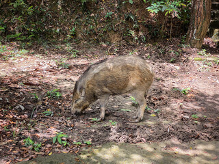 Wild Boar Foraging in Natural Forest Habitat