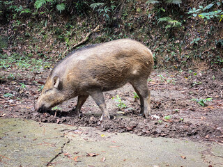 Wild Boar Foraging in Natural Forest Habitat