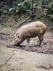 Wild Boar Foraging in Natural Forest Habitat