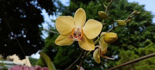 yellow moon orchid in the garden
