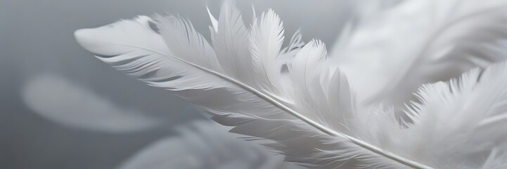 Realistic white feather set closeup isolated on white background. Detailed fluffy plume