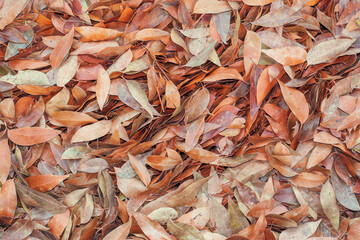 fondo de muchas hojas secas de color marrón