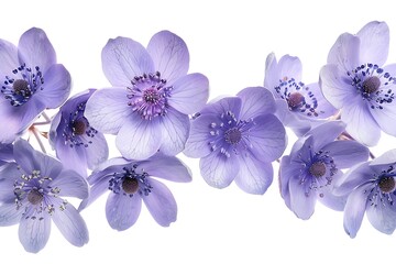 First spring flowers, Anemone hepatica isolated on white background. Border of blue violet wild forest flowers liverwort. Generative Ai