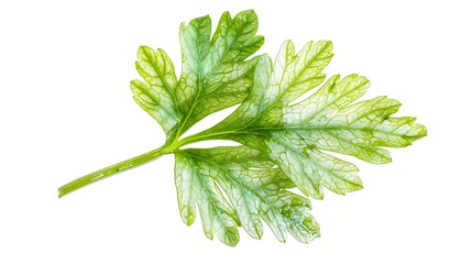 Fresh parsley leaf. Parsley leaf isolated on white. Generative Ai