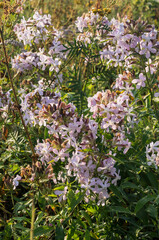 Southern Urals, blooming common soapwort (Saponaria officinalis) on the river bank.