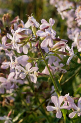 Southern Urals, blooming common soapwort (Saponaria officinalis) on the river bank.