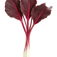 Radicchio microgreens Cichorium intybus var foliosum deep red leaves with white veins gracefully unfurled Microgreen