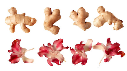 Red Ginger Flower on Transparent Background: Exotic Floral Decoration