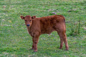 Ternero posando a la cámara