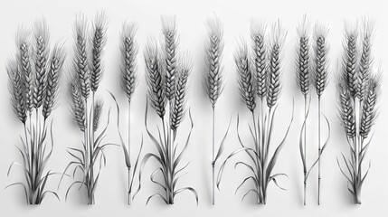Fototapeta premium Illustration in elegant vintage style of drawing of wheat ears isolated on white background. A set of hand-drawn parts of cultivated cereal plant, natural decorative design elements.