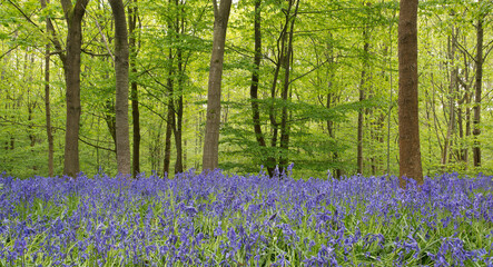 bluebell wood and fresh spring green trees