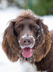 springer spaniel dog in the snow, focus on nose 