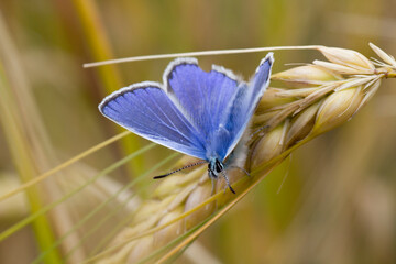 common blue butterfly, uk on wheat