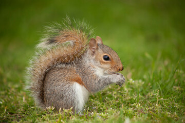 Obraz premium a grey squirrel eating on a green field
