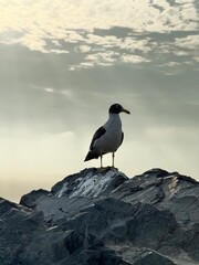 seagull on the beach