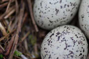speckled eggs starling nest