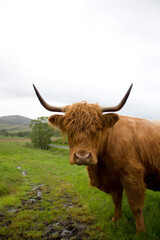 highland cow on green pasture