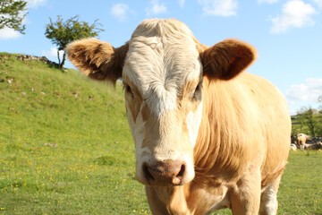 Fototapeta premium cow on a green field against blue sky 