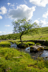 single tree in river surrounded by meadow on a blue day 