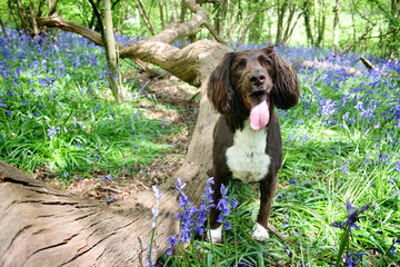 springer spaniel dog in bluebell wood
