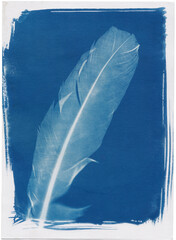 Cyanotype of a feather