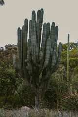 cactus in the desert