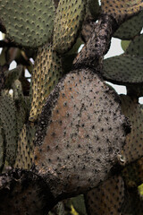 close up of cactus