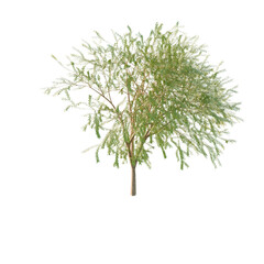 Tree isolated on transparent background PNG, 3D render 