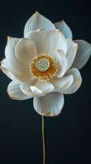A single, blooming lotus flower with petals in white and yellow colors on a black background, presented from an overhead view.