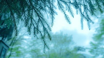 雨が滴る木々