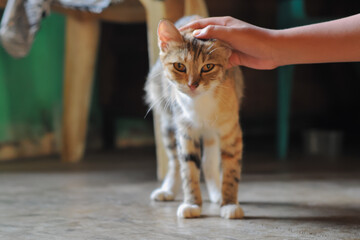 cute cat at home